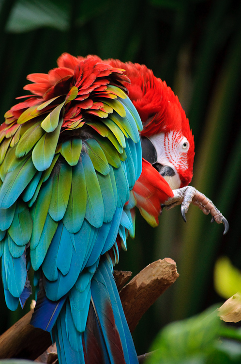 parrot