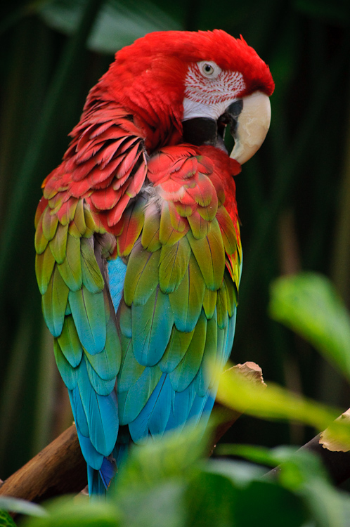 parrot 2