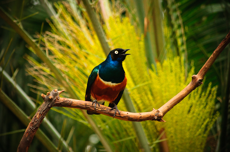african superb starling 1