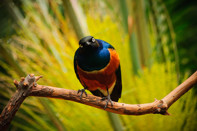african superb starling 2