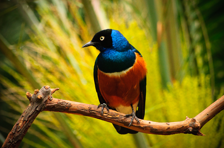 african superb starling 3
