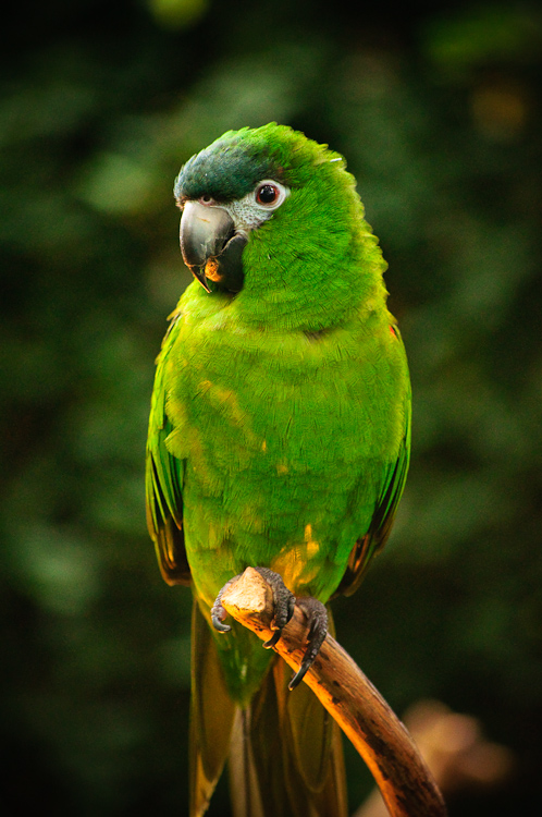 green parrot 2