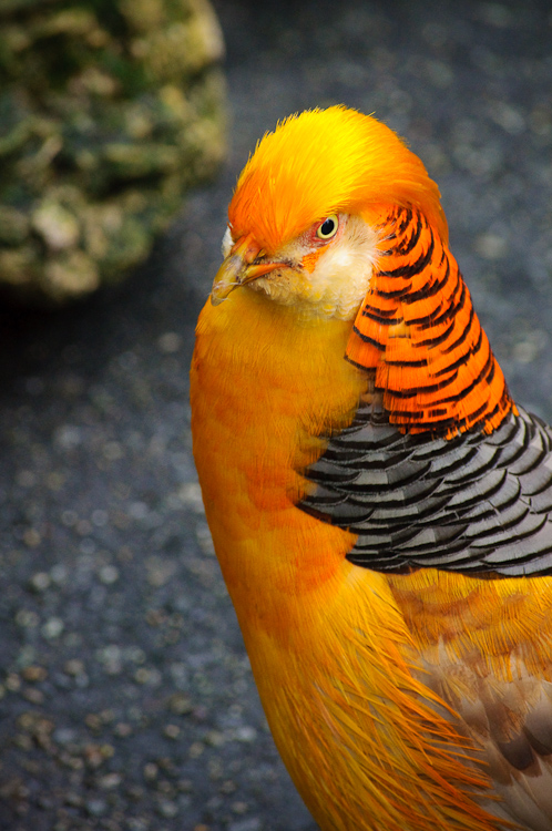 chinese peacock 4