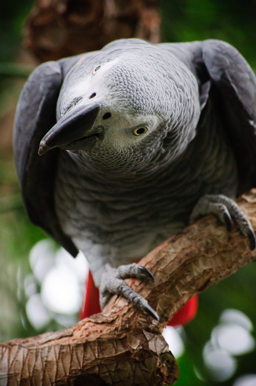 grey parrot 1