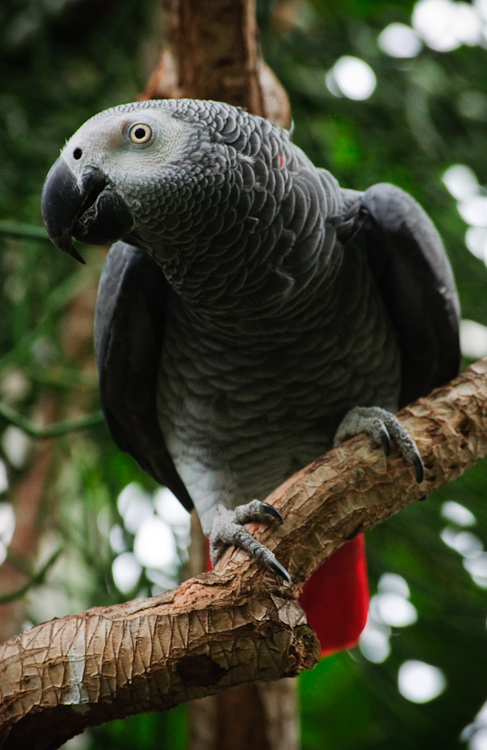 grey parrot 2
