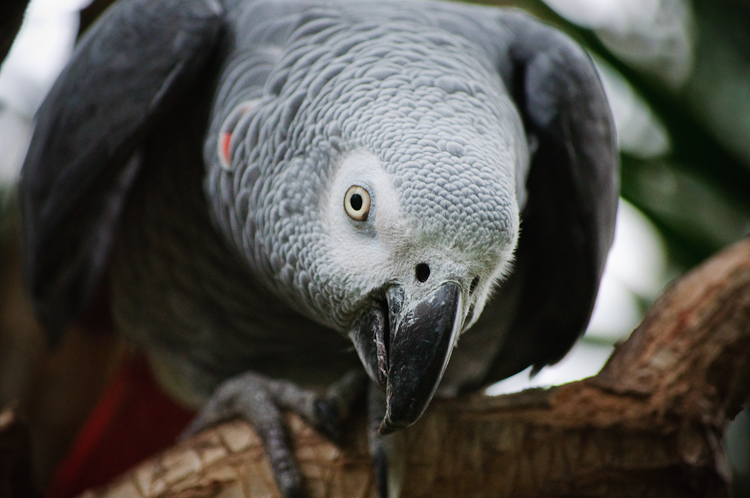 grey parrot 3