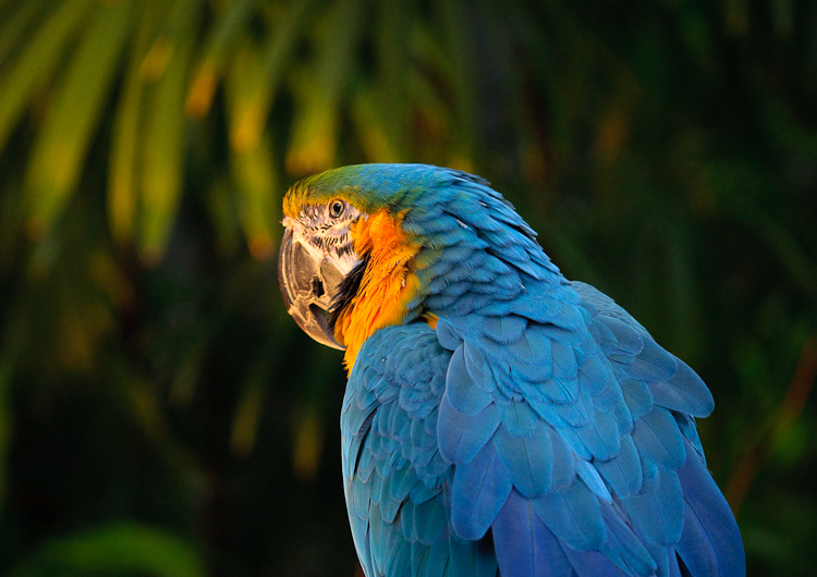 blue parrot 1