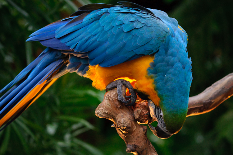 blue parrot 2