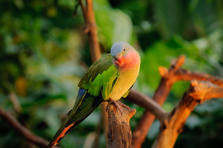 green parrot 3