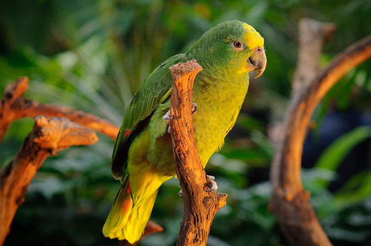 green parrot 4