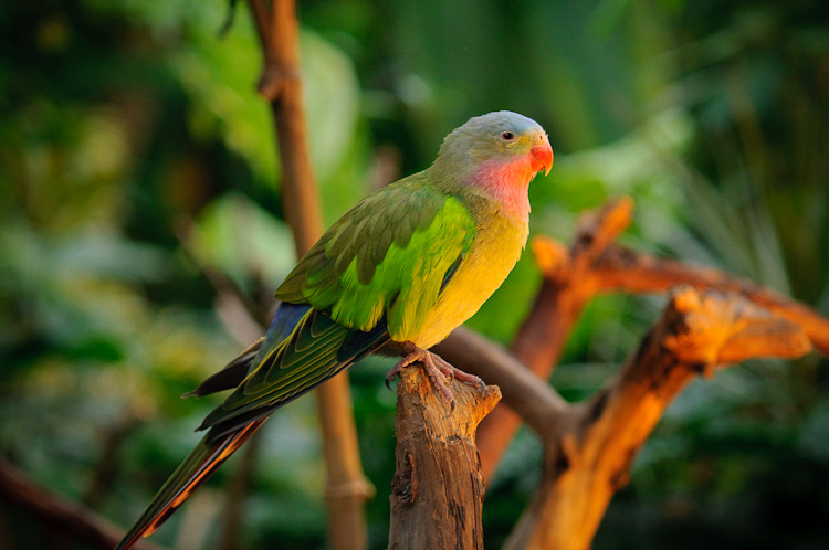 green parrot 5