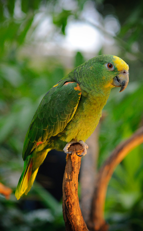 green parrot 6