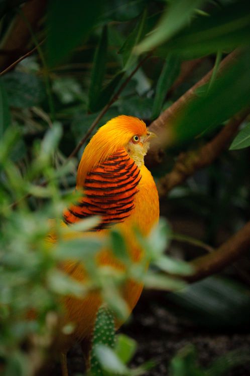 chinese peacock 3