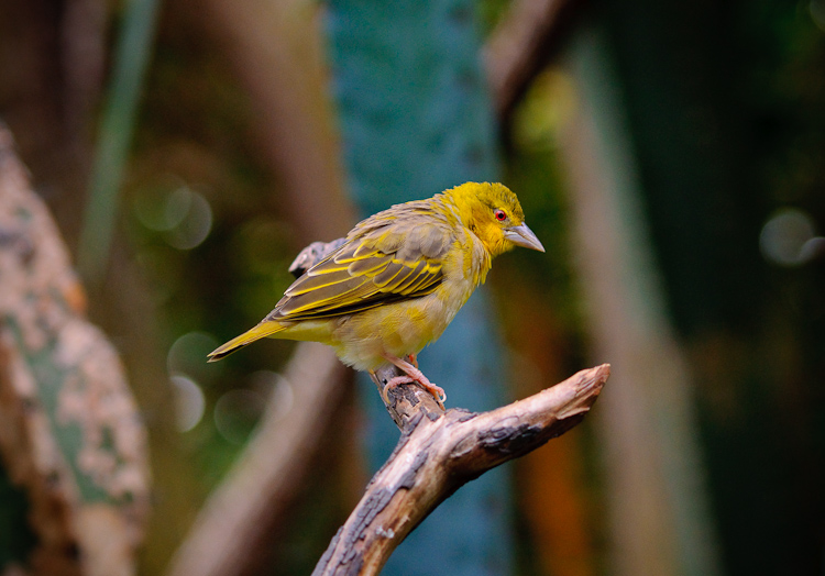 yellow bird