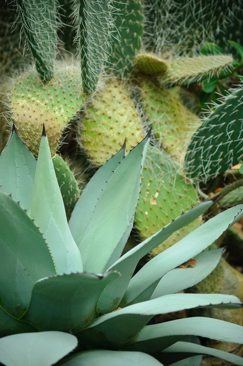 cacti