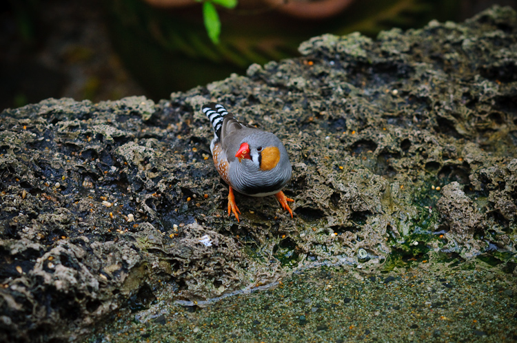 grey bird