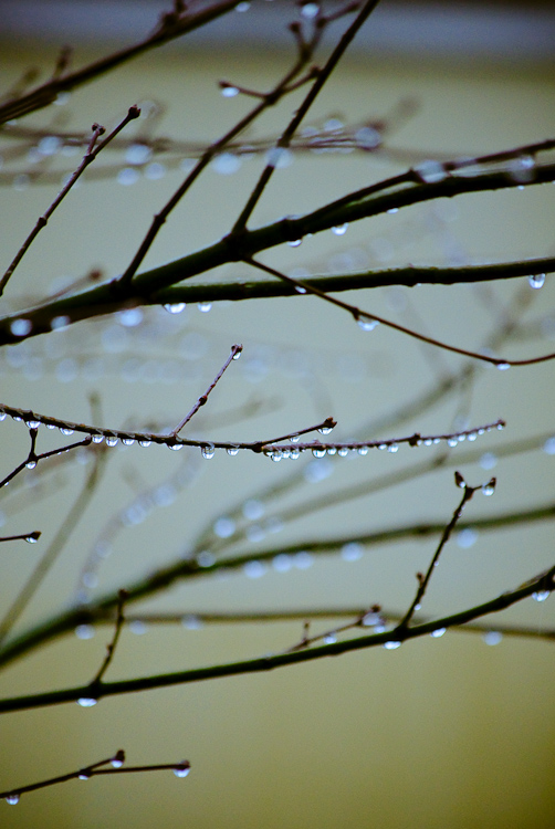 drops on branch