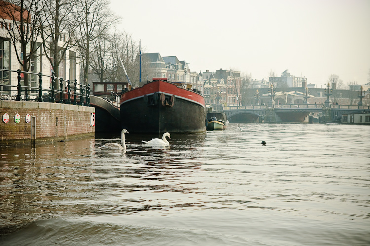 amsterdam swans