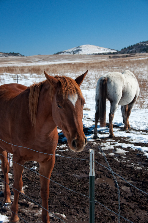 colorado horses