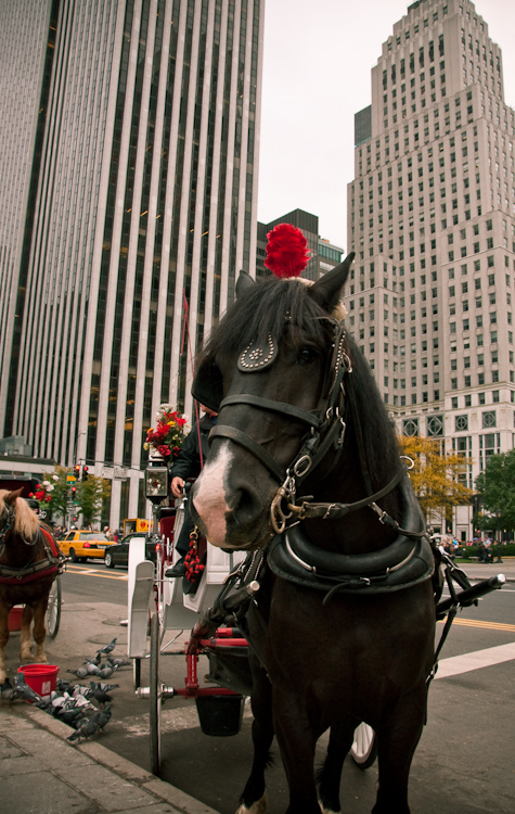 nyc horse