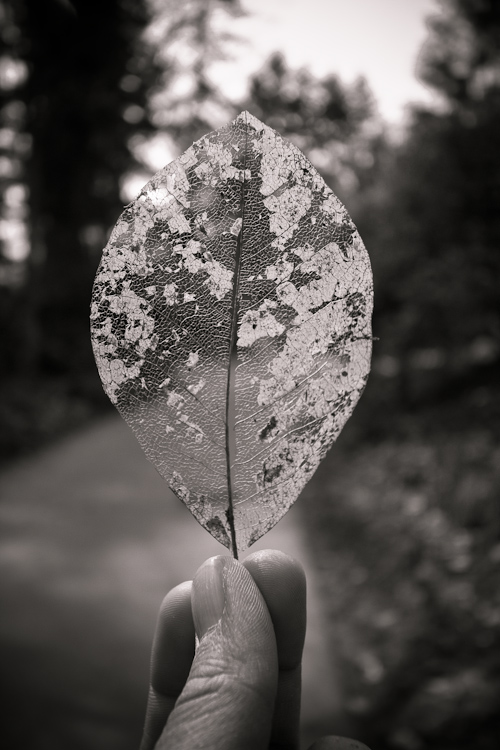 the leaf
