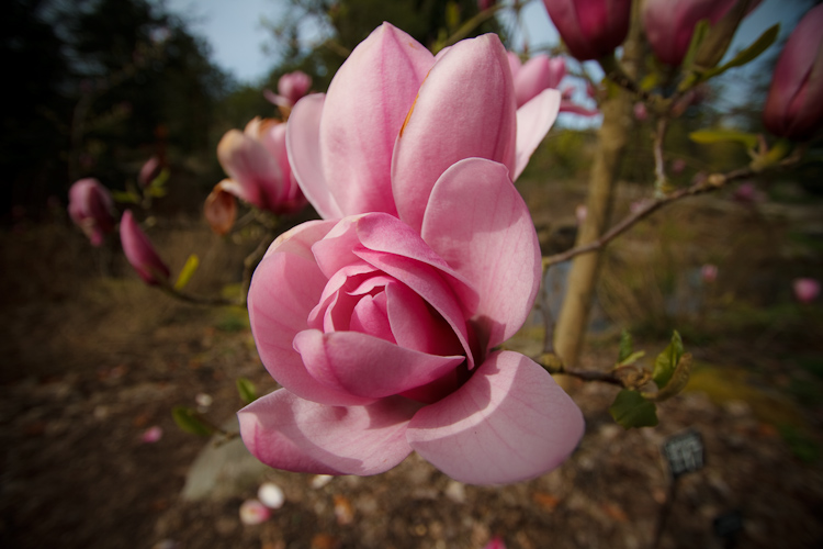 magnolia