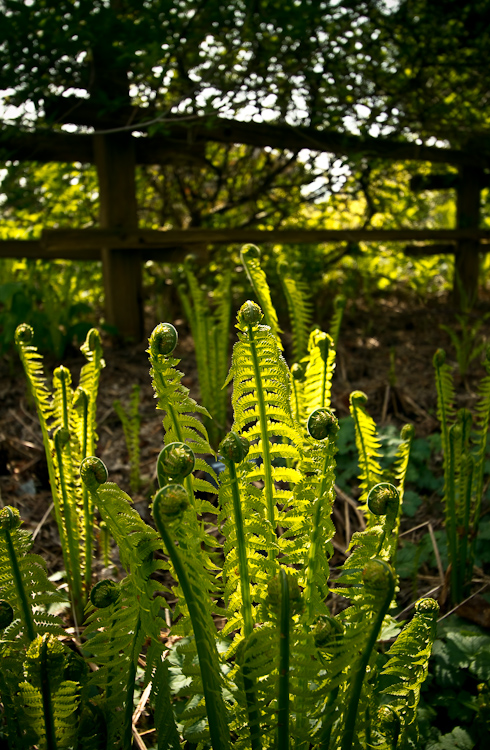 ferns