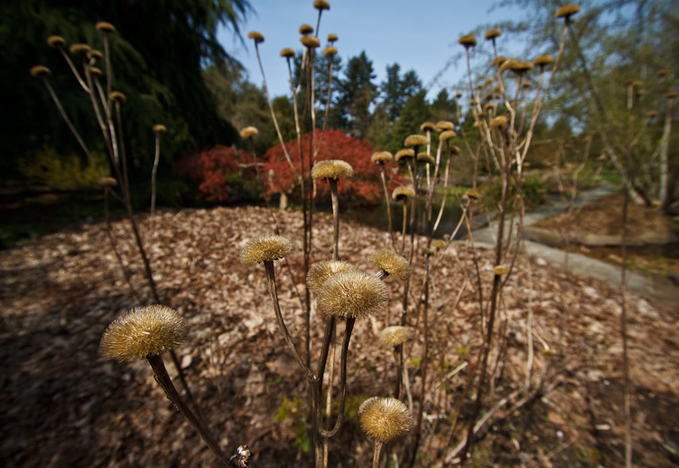 shrub