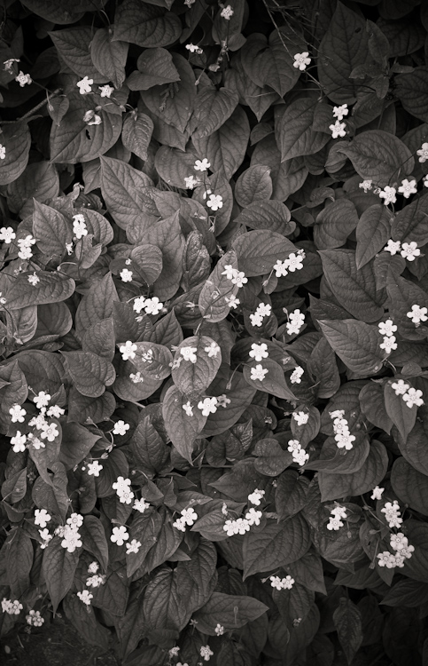 uv flowers