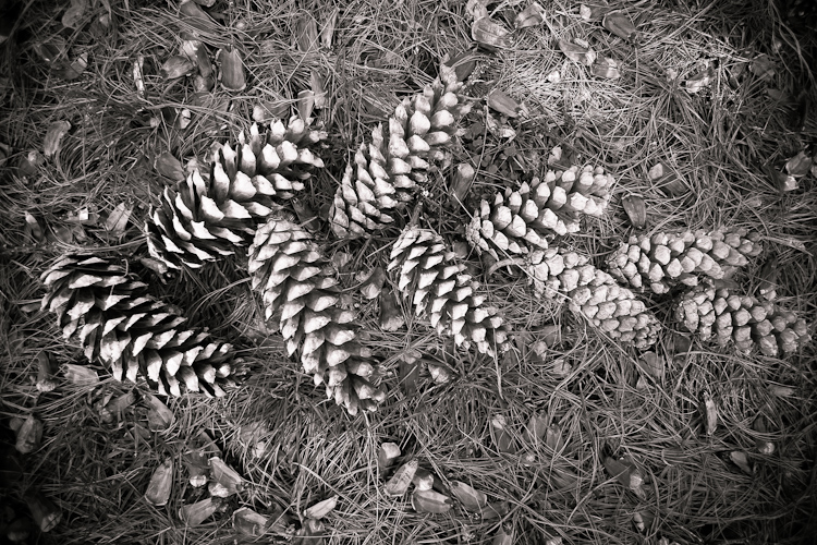 pine cones