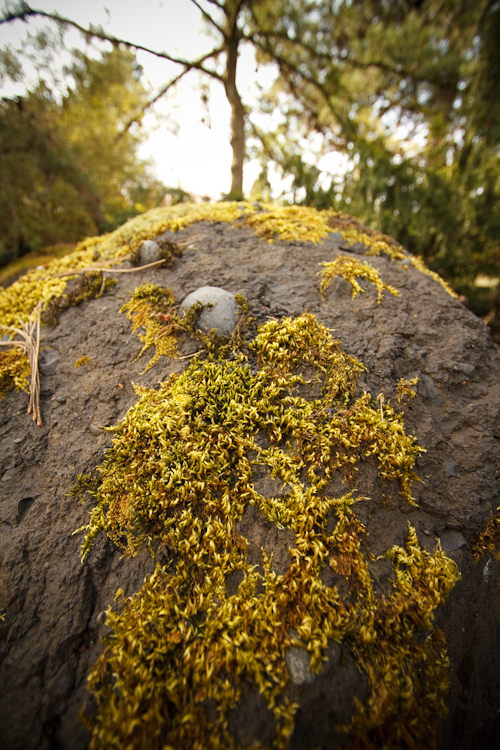 moss