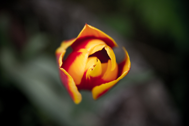 tulip