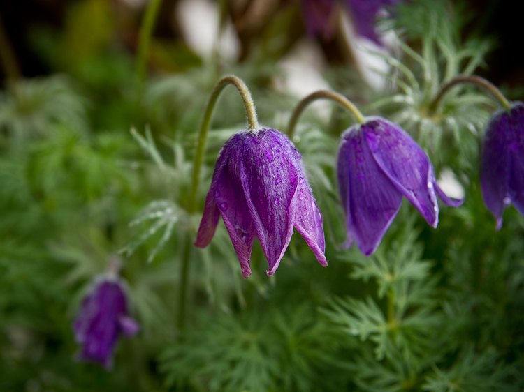 purple drop