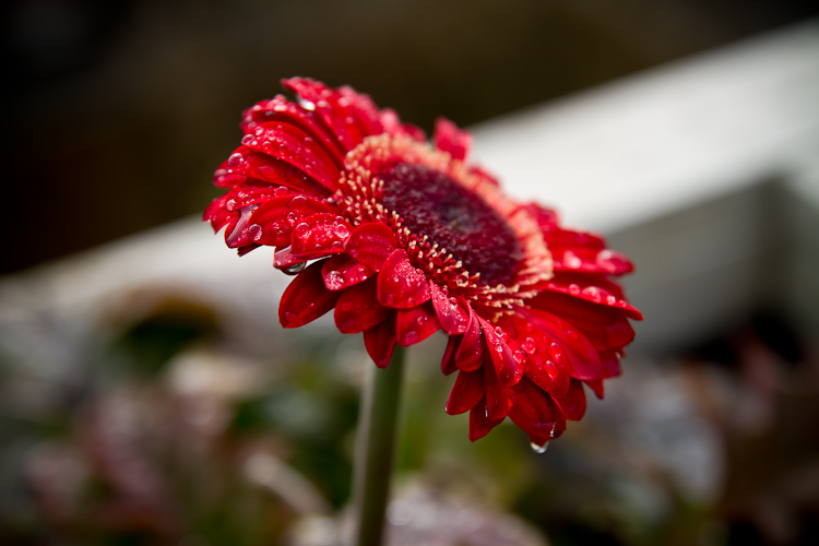 red drop