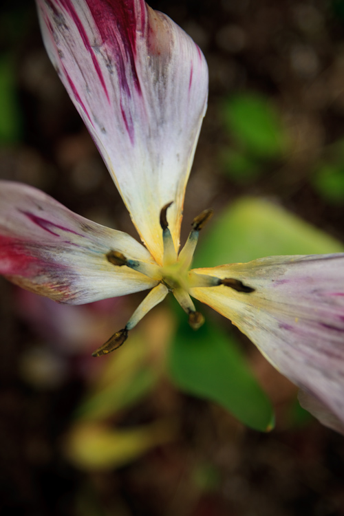 the last petals