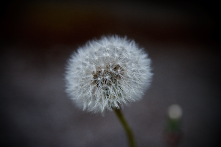 dandelion