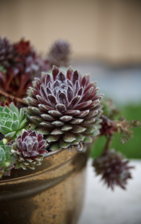 pot and plants