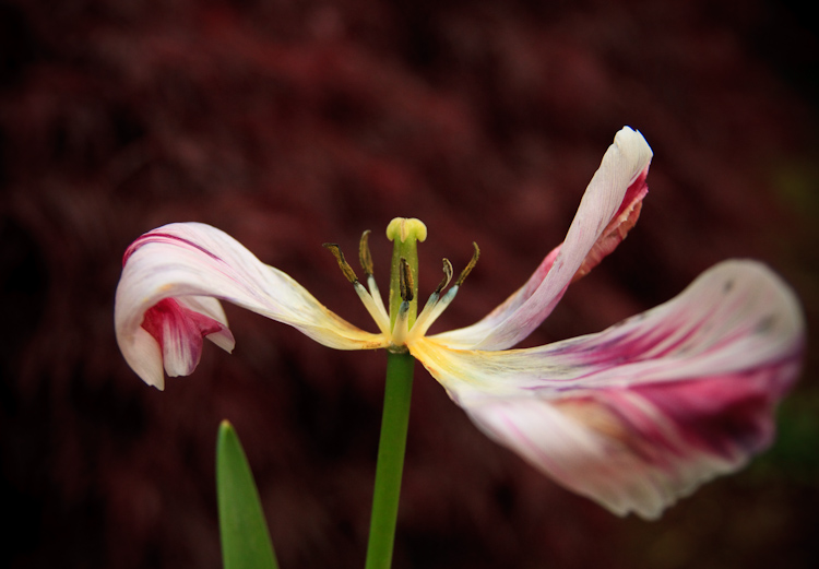 last petals 2
