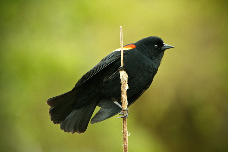 bird on reed