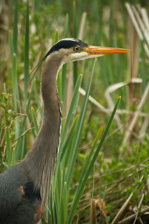 great blue heron