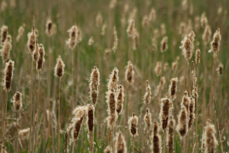 reeds
