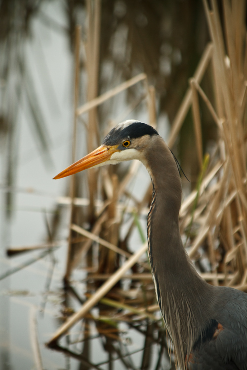 great blue heron 2