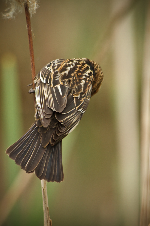 bird back