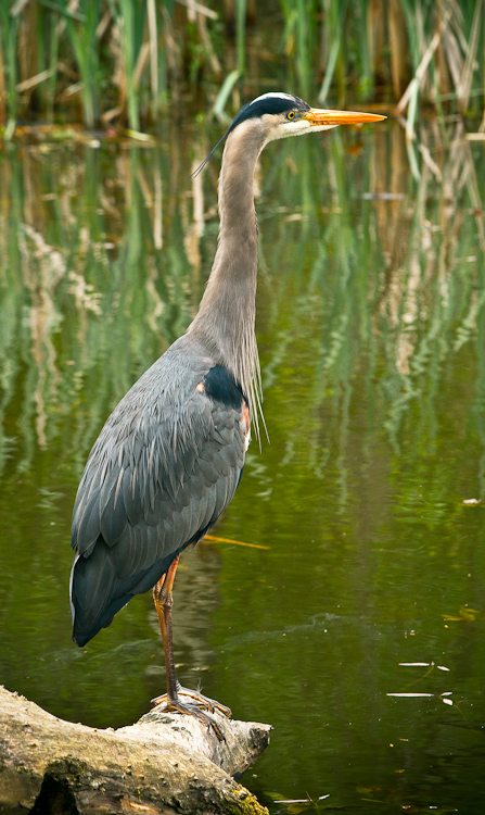 great blue heron 3
