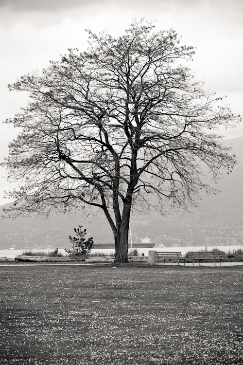 the tree
