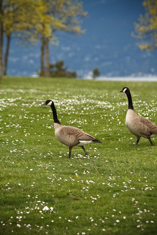canadian geese
