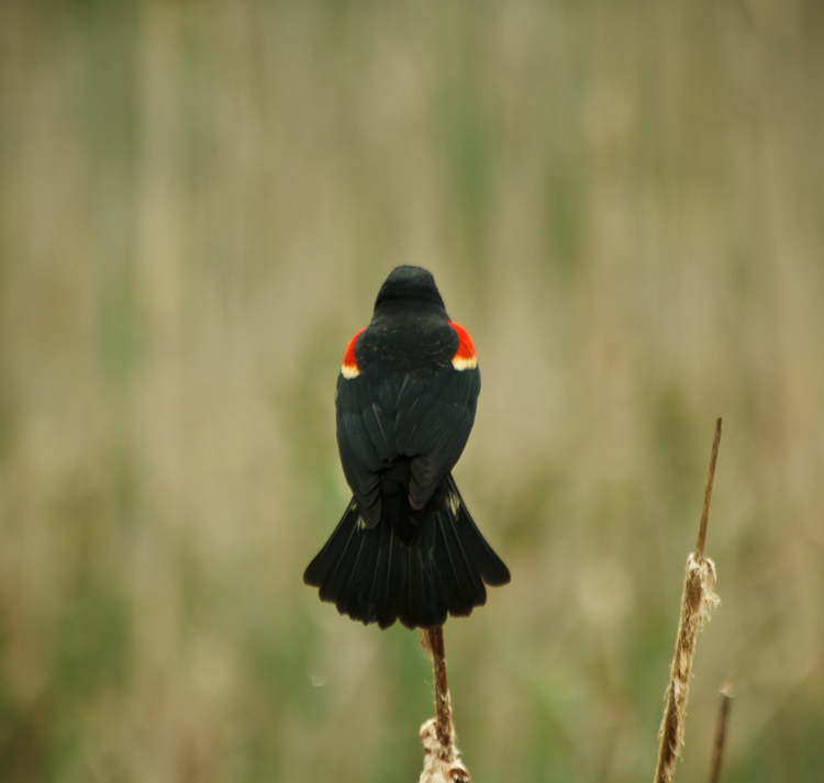 bird back 2