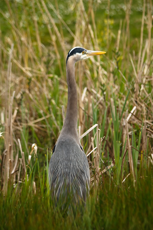 great blue heron in reeds