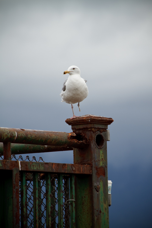 one legged seagull