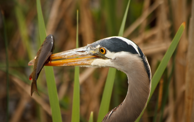 great blue heron fishing